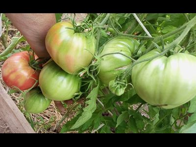 Томат Бабушкино бычье сердце