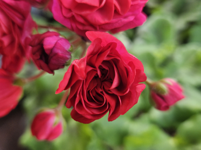 Пеларгония ИВ-Майя Плисецкая