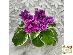 SV-Космические Ежи (С. Суворова) 2021 г.