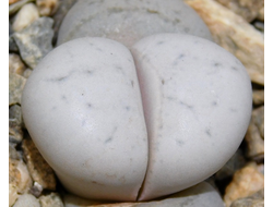 Lithops ruschiorum 'nelii' C316 (MG-1704.2) - 10 семян