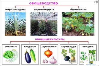 Культурные растения  (24 шт), комплект кодотранспарантов (фолий, прозрачных пленок)