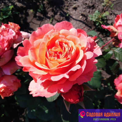 Этруска (Etrusca)