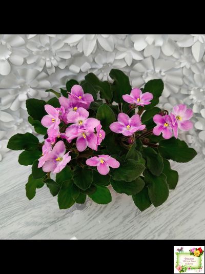 LV-Звезда в Ночи (Л. Шевелева) 2025 г. трейлер (клакамасный лонг)