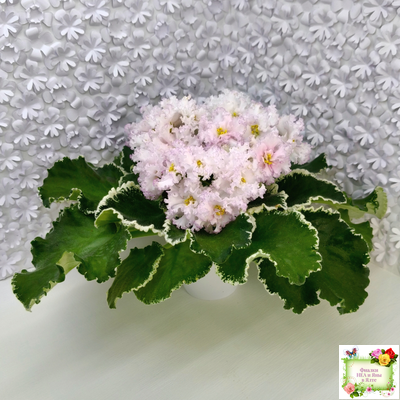 АВ-Богатая Невеста (Фиалковод) 2020 г.