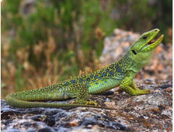 Жемчужная ящерица (Lacerta lepida)