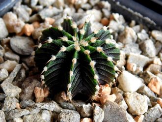 Gymnocalycium friedrichii v.moserianum VoS-014а (D=20mm) 10 ribs