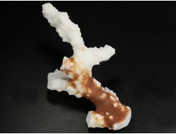 Коралл белый, коллекционный образец, Китай (120*60*40 мм, 55 г) №37701