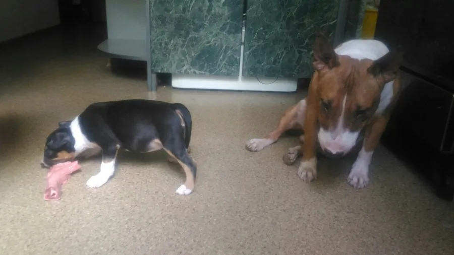 Хозяйка Наталья: "Закуска после обеда! Цельной бараний калтык от Маруси) Миниатюрные бультерьеры Тим и доча Вишня)"