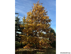 Дуб красный