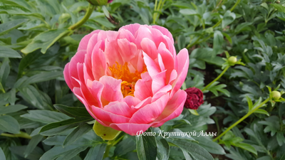 Пион Pink Hawaiian Coral (Пинк Хавайан Корал)