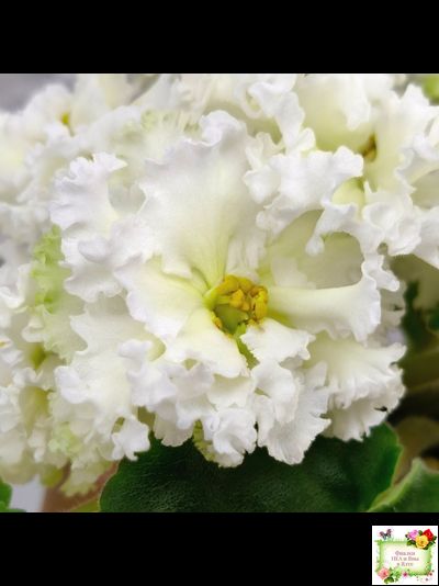 АВ-Легенда о Золотой Луне (Фиалковод) 2023 г. (лист с деткой укоренённый)