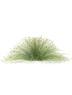 трава Изолепис поникший isolepis cernua 01