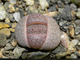 Lithops fulviceps v.lactinea C222 (MG) - 10 семян