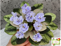 Scales (Е. Лебецкая)