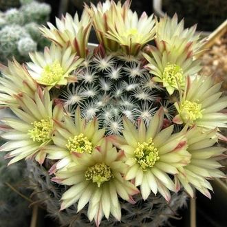 Mammillaria duwei L1577 - 5 семян