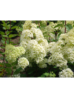 Гортензия Диамантино (Diamantino)