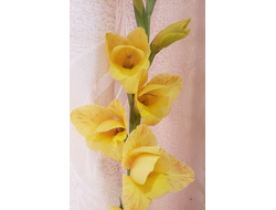 0) Кремовый (1раз)