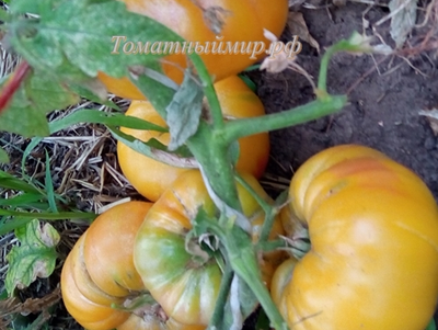 Томат Японское томатное дерево (Japanese tomato tree)