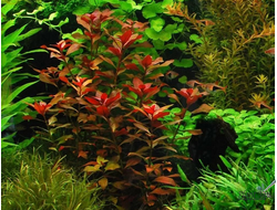 Людвигия рубин (меристемная) Сингапур