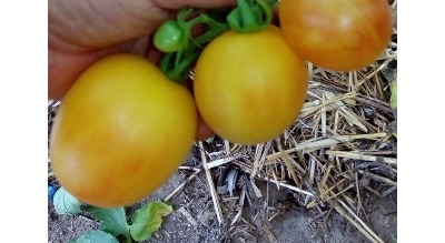 Томат Абрикосовый джем (Apricot jam)