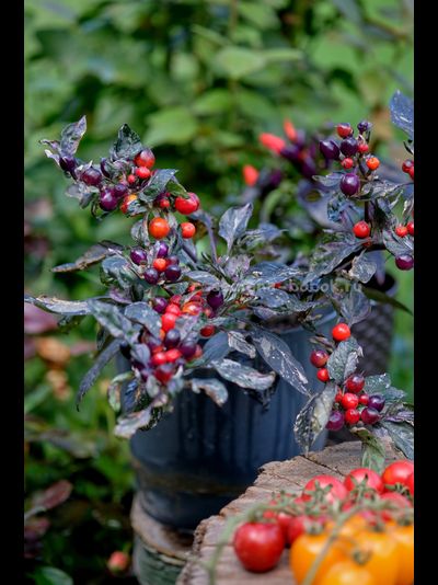 Перец острый Indonesian x Purple Flash, 10 шт