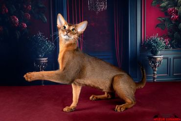 Красавец абиссинец