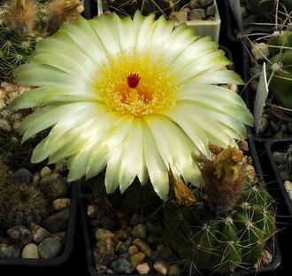 Notocactus arechavaletae aff. VG-1656 - 5 семян