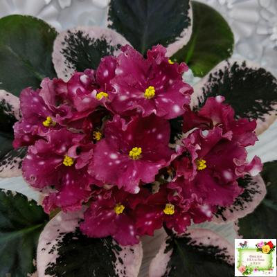 Rivermist Zeeva (J. Baker) (лист с детками укоренённый)