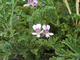 Герань (Pelargonium graveolens), цветки (10 мл) - 100% натуральное эфирное масло
