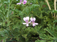 Герань (Pelargonium graveolens), Египет, цветки (5 мл) - 100% натуральное эфирное масло