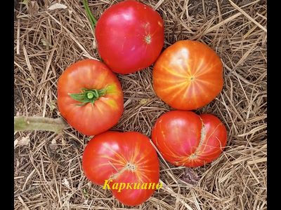Томат Каркиано (Karkiano), Испания