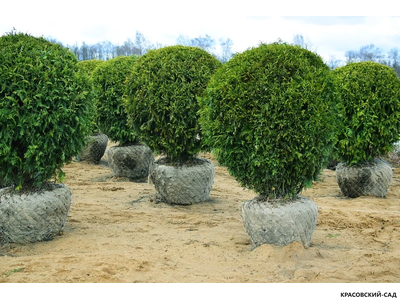 Туя Брабант в форме шара - Brabant