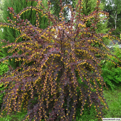 Барбарис Суперба - Superba