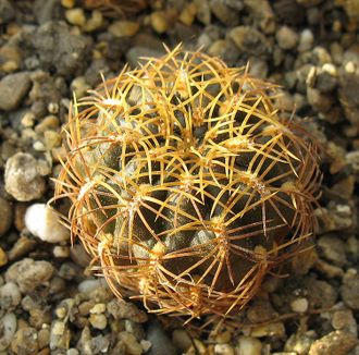 Sulcorebutia candiae