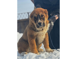 Сука 1. ПОМПЕЯ. ПРОДАЖА