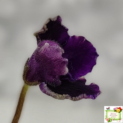 Hunter's Black Talon (K. Muzalewski)