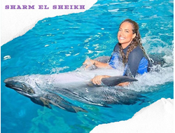 Dolphinarium - swimming with dolphins