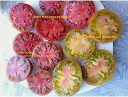 Томат гном Серый металлический пистолет (Gun Metal Grey)