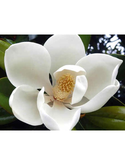 MAGNOLIA FLOWER EO FRANCE (МАГНОЛИЯ БЕЛАЯ 100% Эфирное масло)