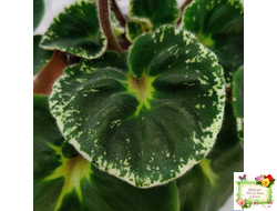 Р-В Стране Чудес (В.Зуб) 2023 г.