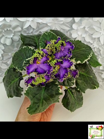 ЛЕ-Галатея Люкс (Е. Лебецкая) 2019 г.