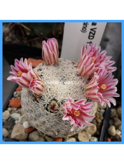Mammillaria hermosana VZD 1181