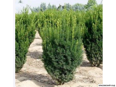 Тис средний Хилли - Hillii