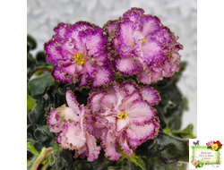 ЛЕ-Пряная Корица (Е. Лебецкая) 2020 г.