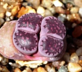 Lithops salicola cv.Bacchus - 5 семян