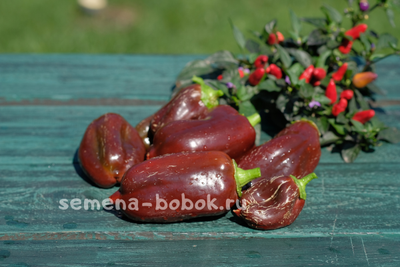 Перец сладкий Georgescu Chocolate (Георгеску Шоколадный) , 10 шт