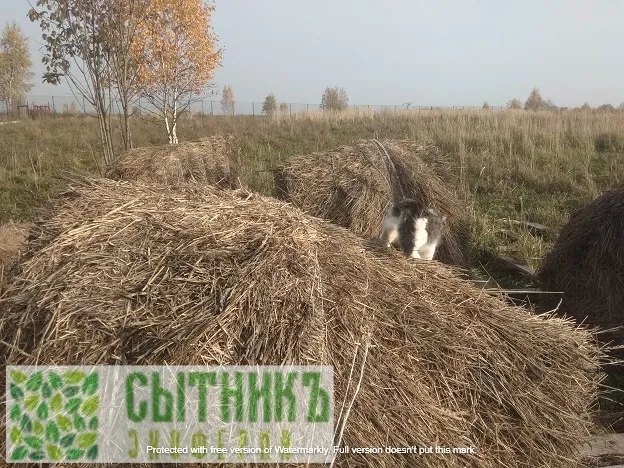 Чистые натуральные продукты с фермы в МО