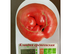 Томат Клавдия еремеевская