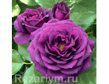 Перпл Эден/Эбб Тайд. (Ebb Tide/Purple Eden)