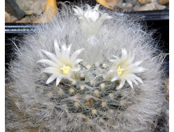 Mammillaria albicoma P 485 - 10 семян